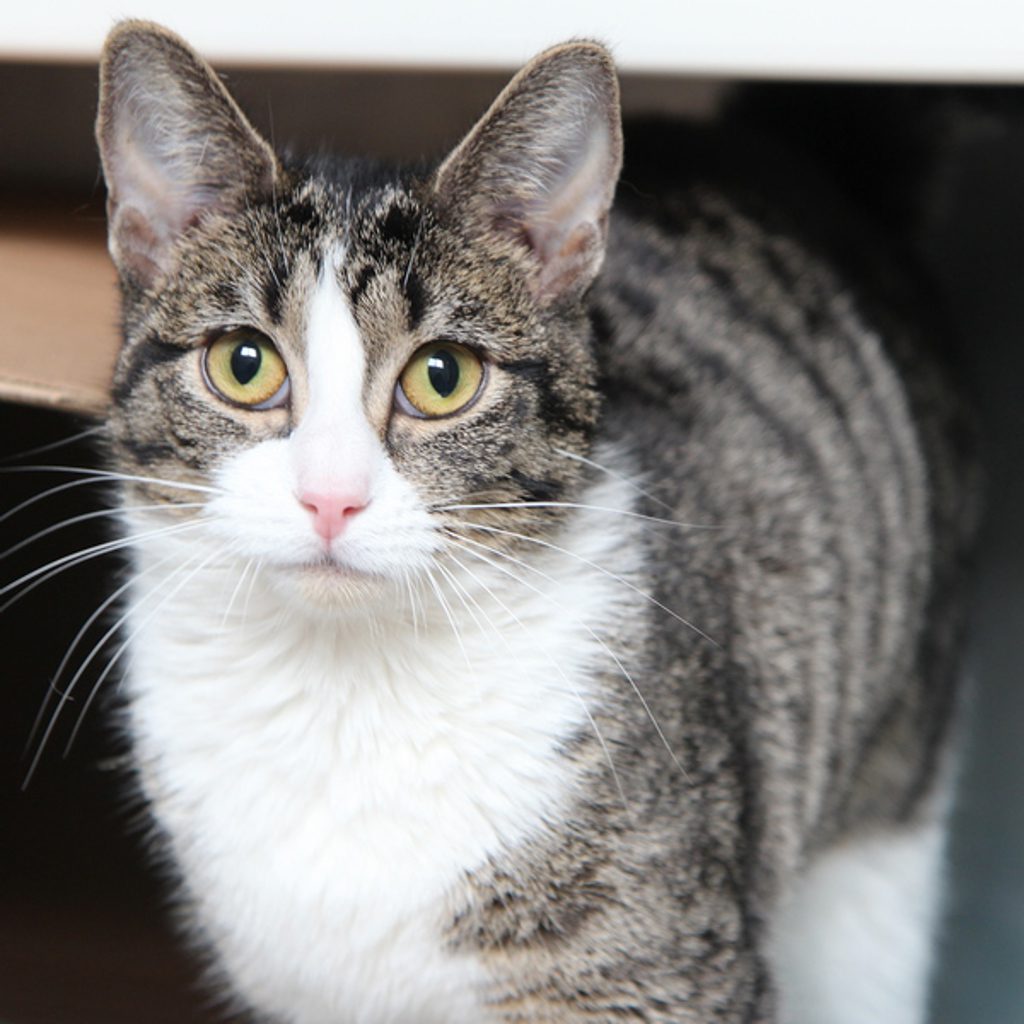 Lucy -- Bonded Buddy With Leo