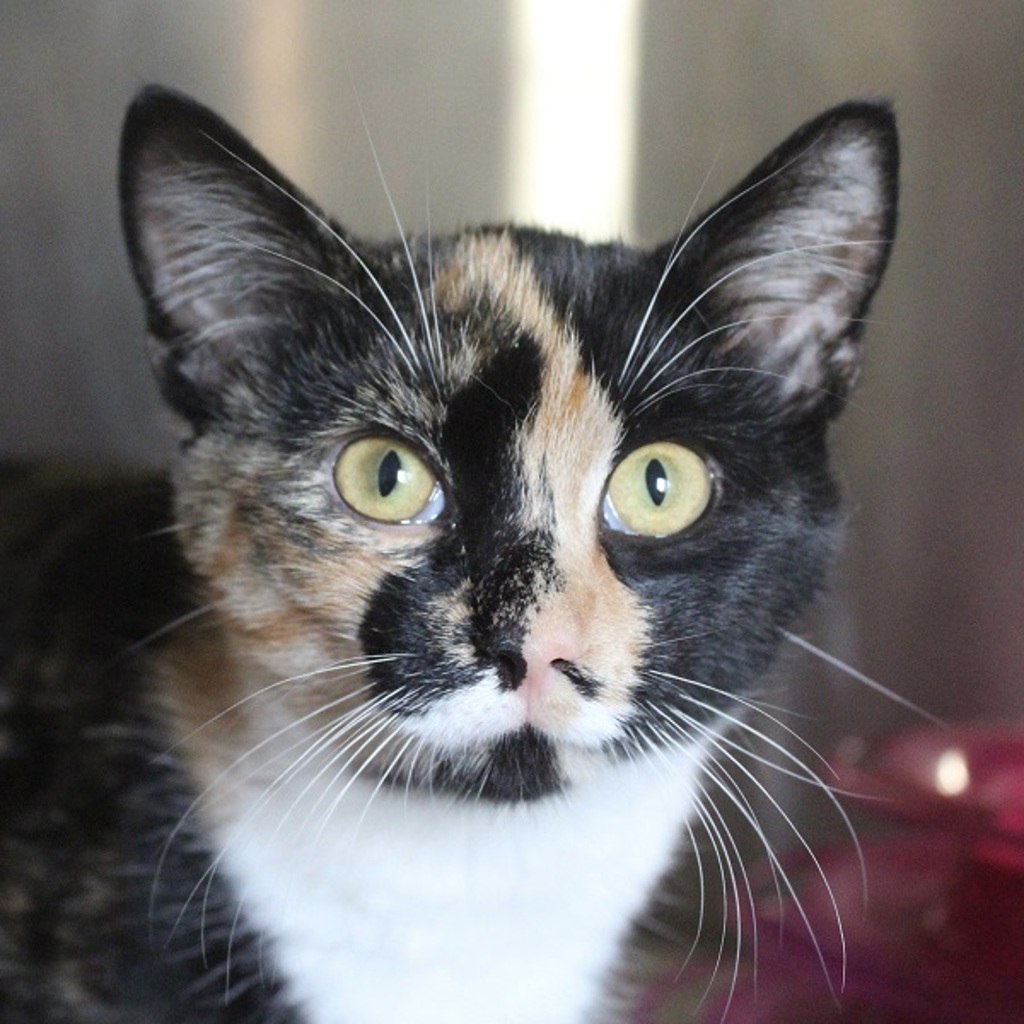 Luna -- Bonded Buddies With Sadie