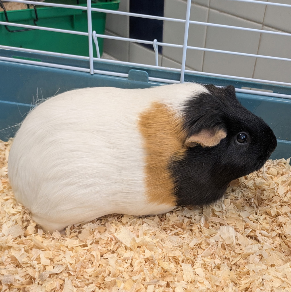 Luna -- Bonded Buddy With Lori