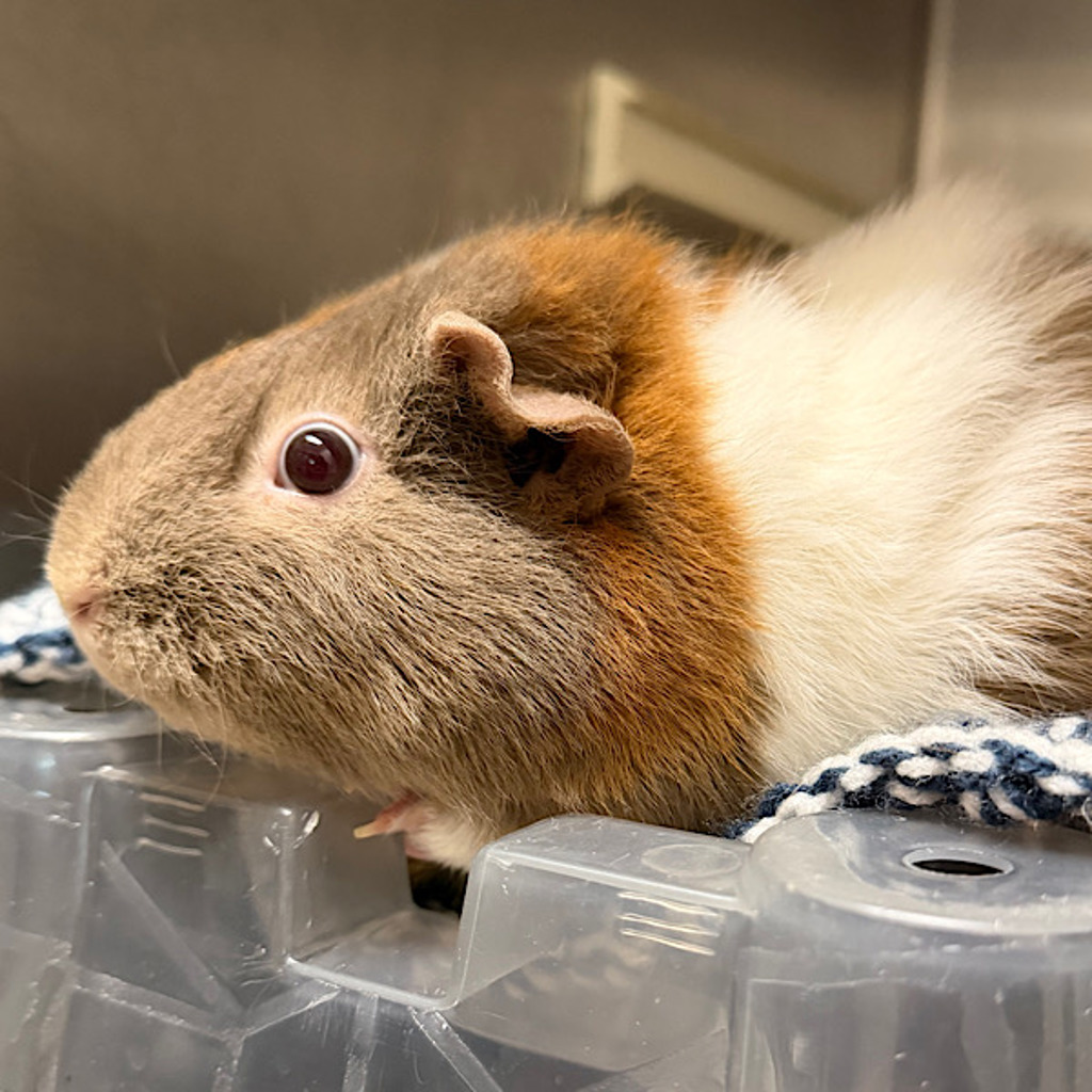 Maple -- Bonded Buddies With Hazel