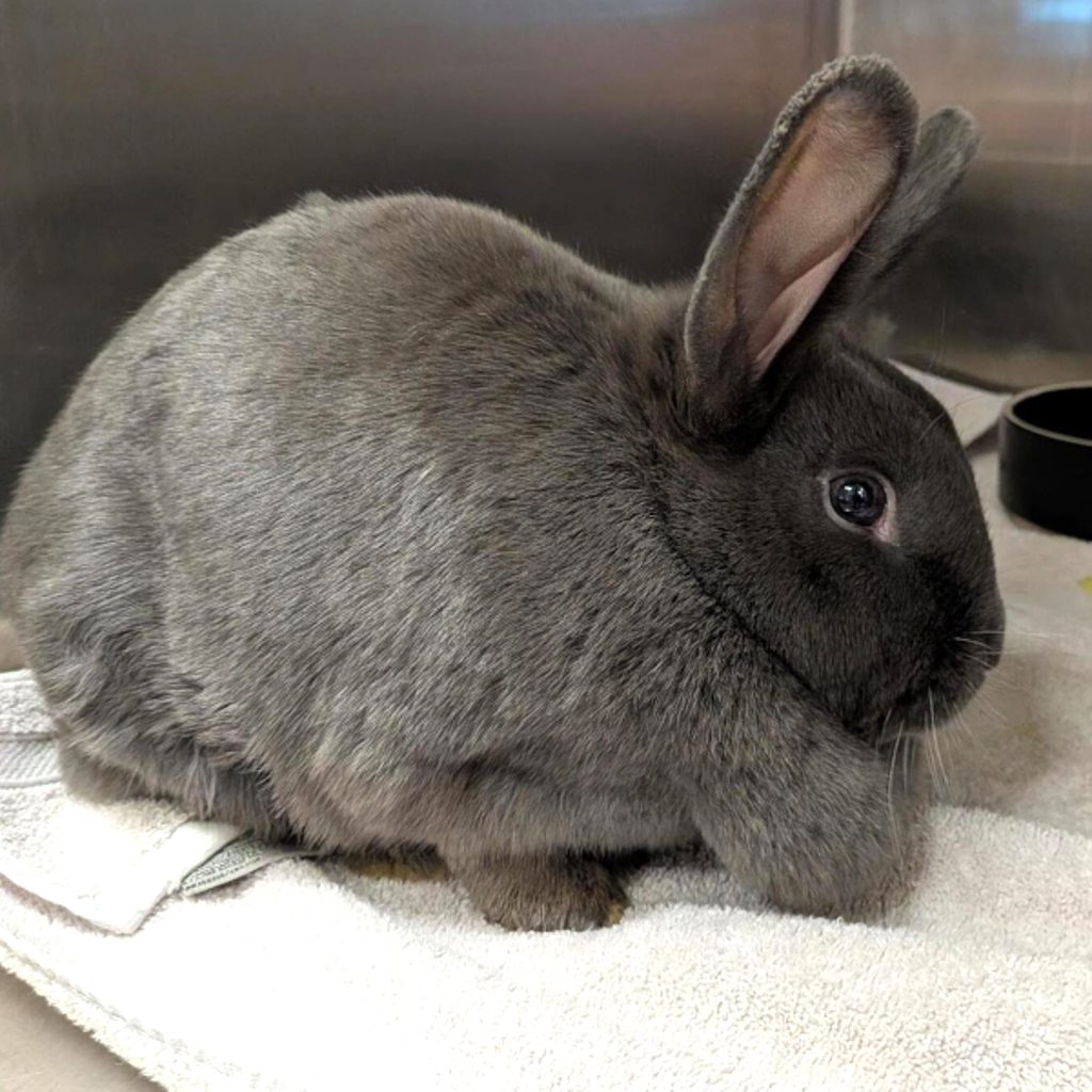 Moonie -- Bonded Buddy With Ember