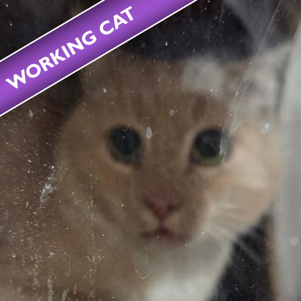 Mulberry - Bonded With Walnut