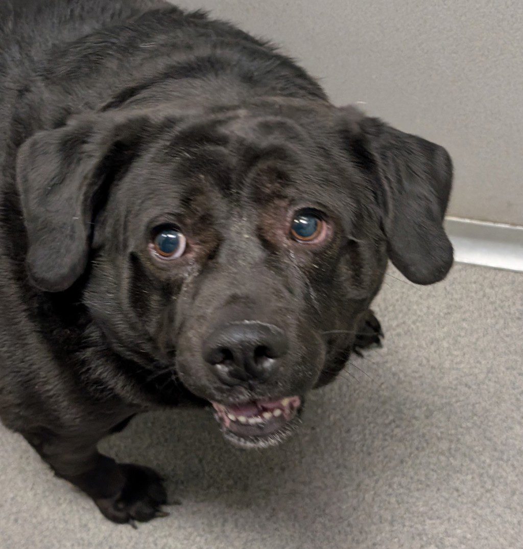 Nova -- Bonded With Snow White