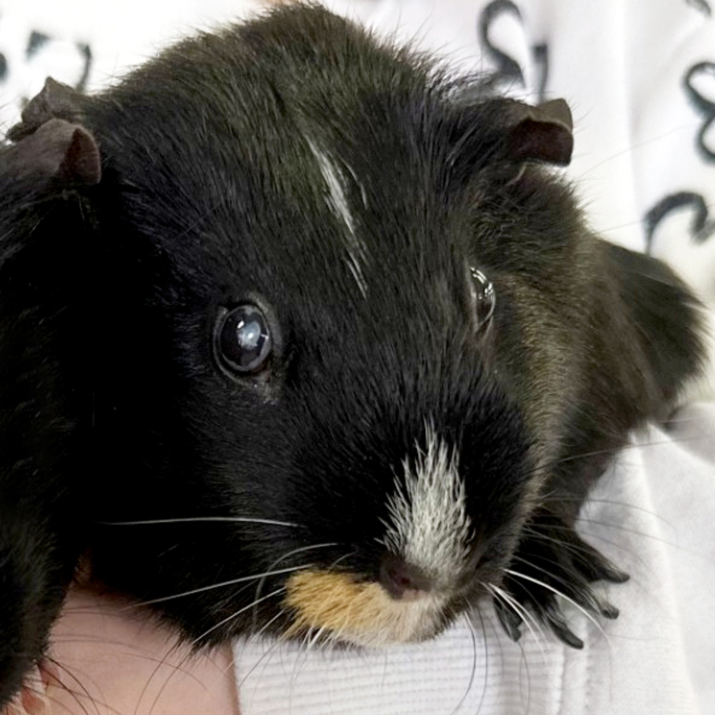 Oreo -- Bonded Buddy With Mcflurry