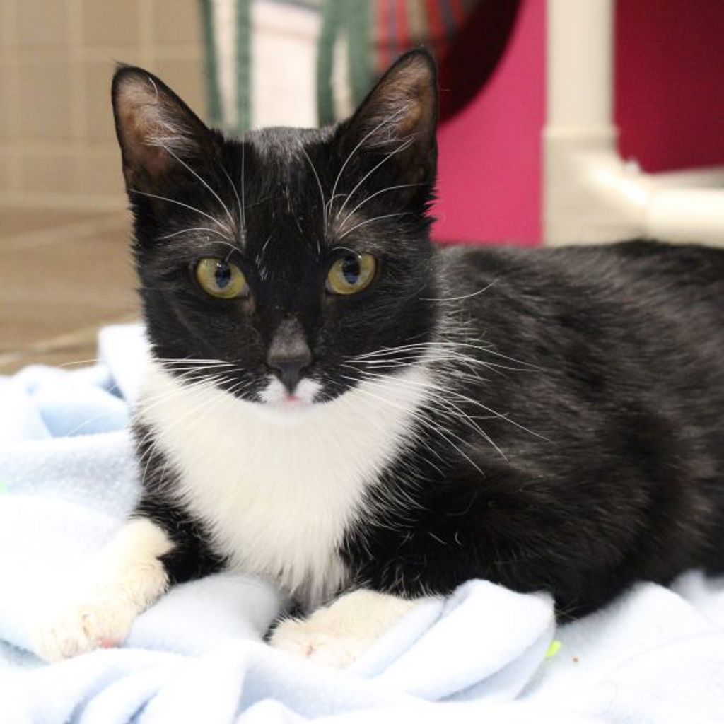 Petunia— Bonded Buddy With Abbey