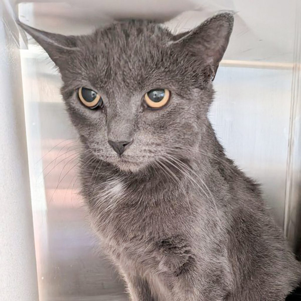 Prasilla- -Bonded Buddy With Persia