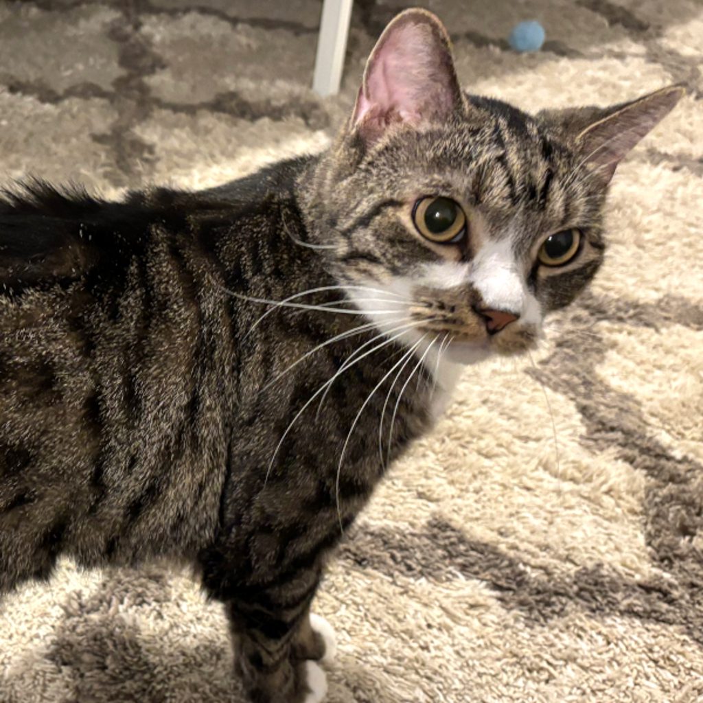 Rascal -- Bonded Buddies With Harmony