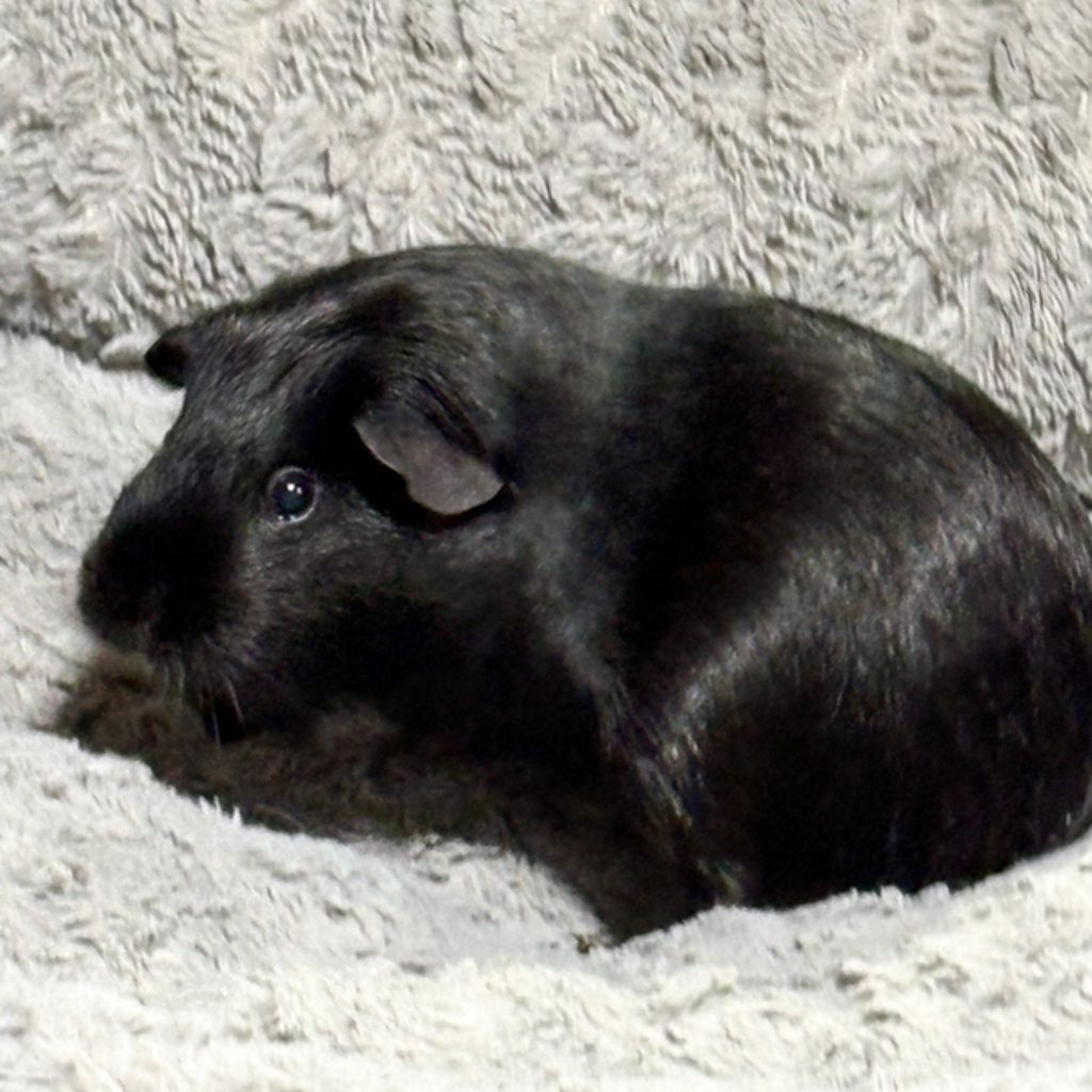 Raven -- Bonded Buddy With Zuzu