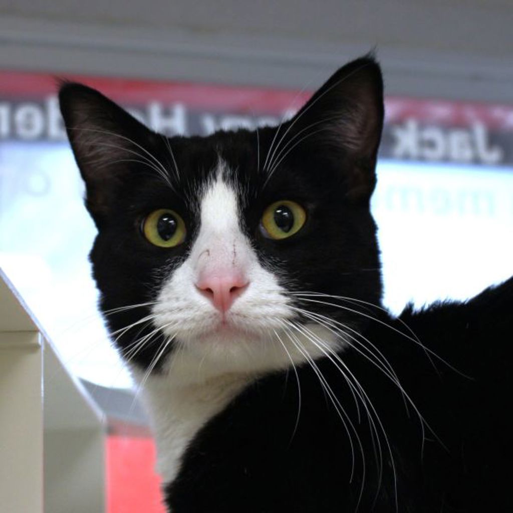 Rick -- Bonded Buddy With Morty