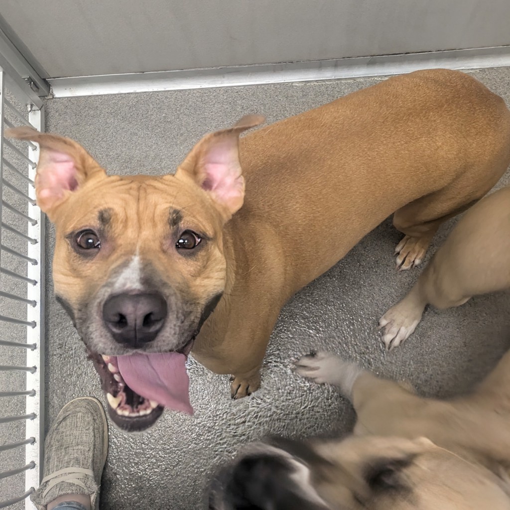 Roxi -- Bonded Buddies With Willow