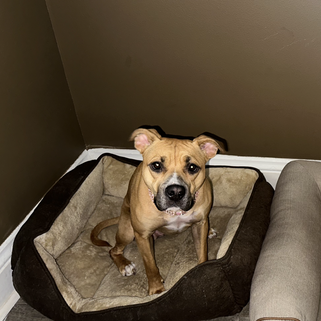 Roxi -- Bonded Buddies With Willow