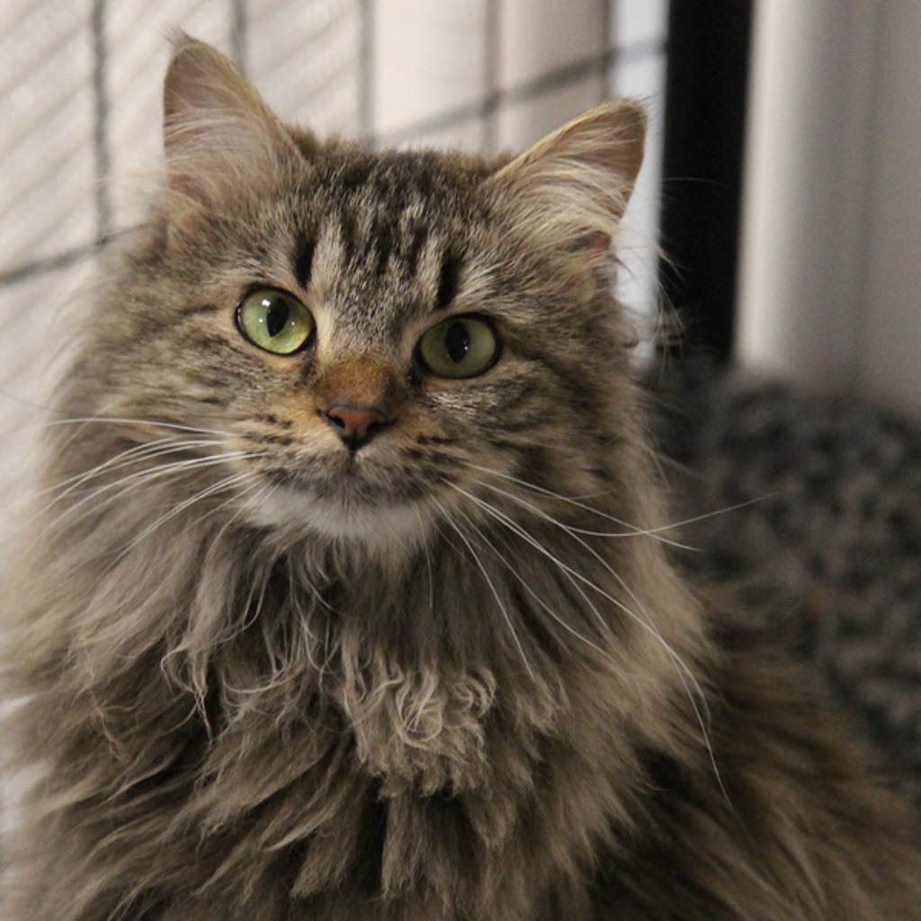 Sadie -- Bonded Buddies With Luna