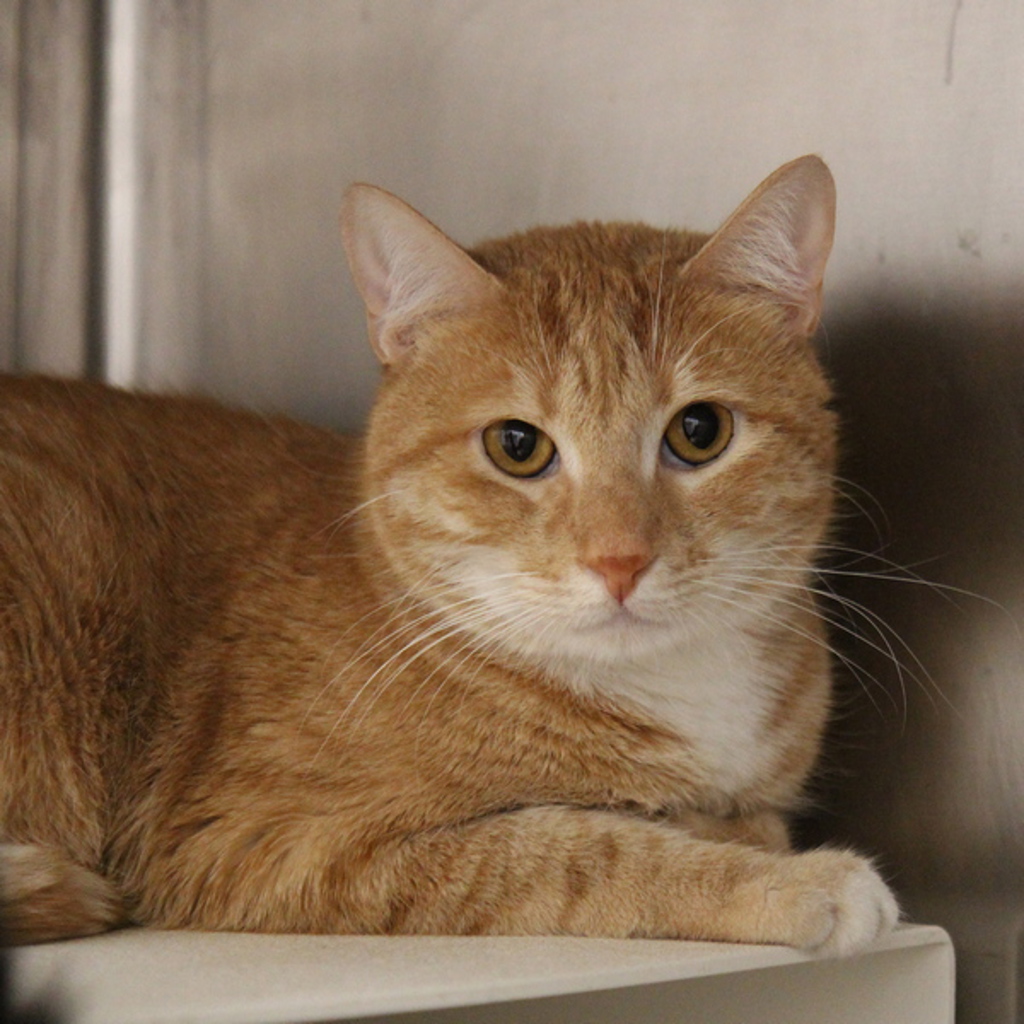 Simba -- Bonded Buddy With Baylee