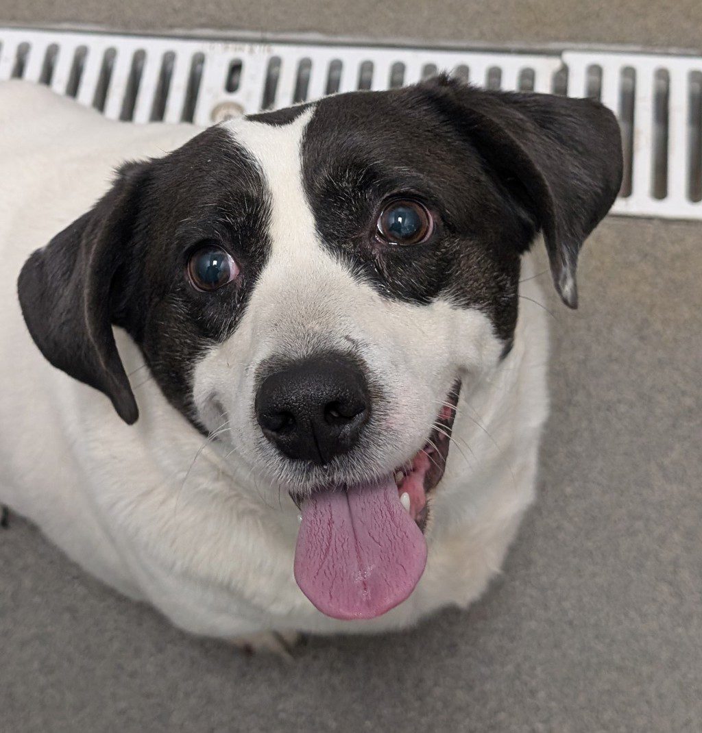 Snow White -- Bonded With Nova