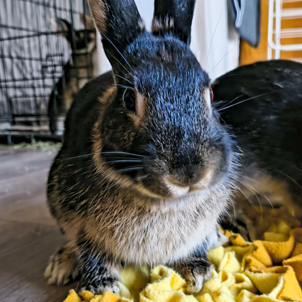 Susan -- Bonded Buddy With Jadis