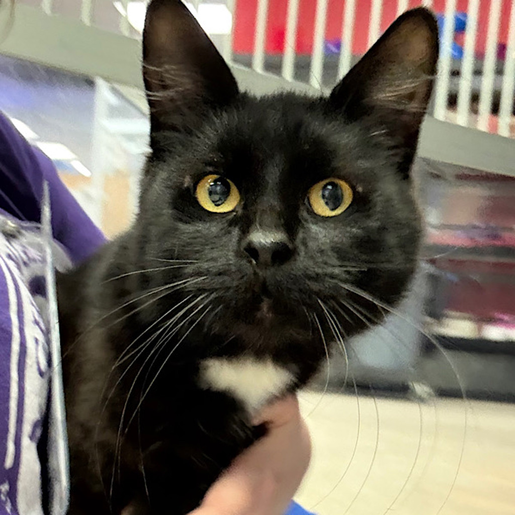 Two Toe — Bonded Buddy With Fifi