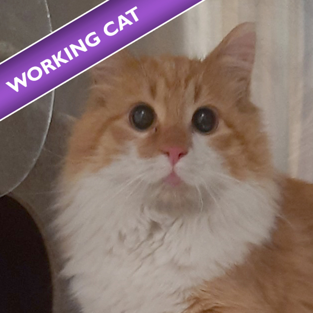 Walnut - Bonded With Mulberry