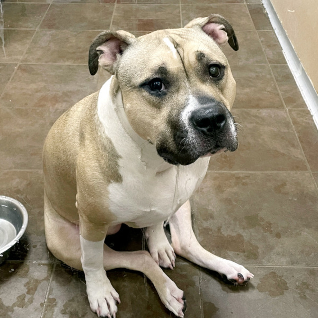 Willow -- Bonded Buddies With Roxi