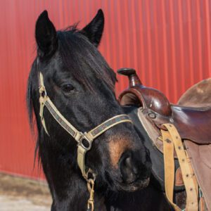 Year of the horse 2026 dark brown horse