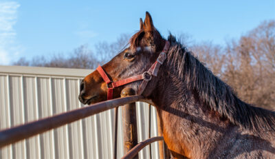 Year of the horse 2026 dark brown horse
