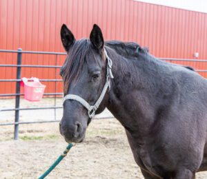 Year of the horse 2026 dark brown horse
