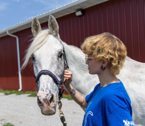 Year of the horse 2026 white horse