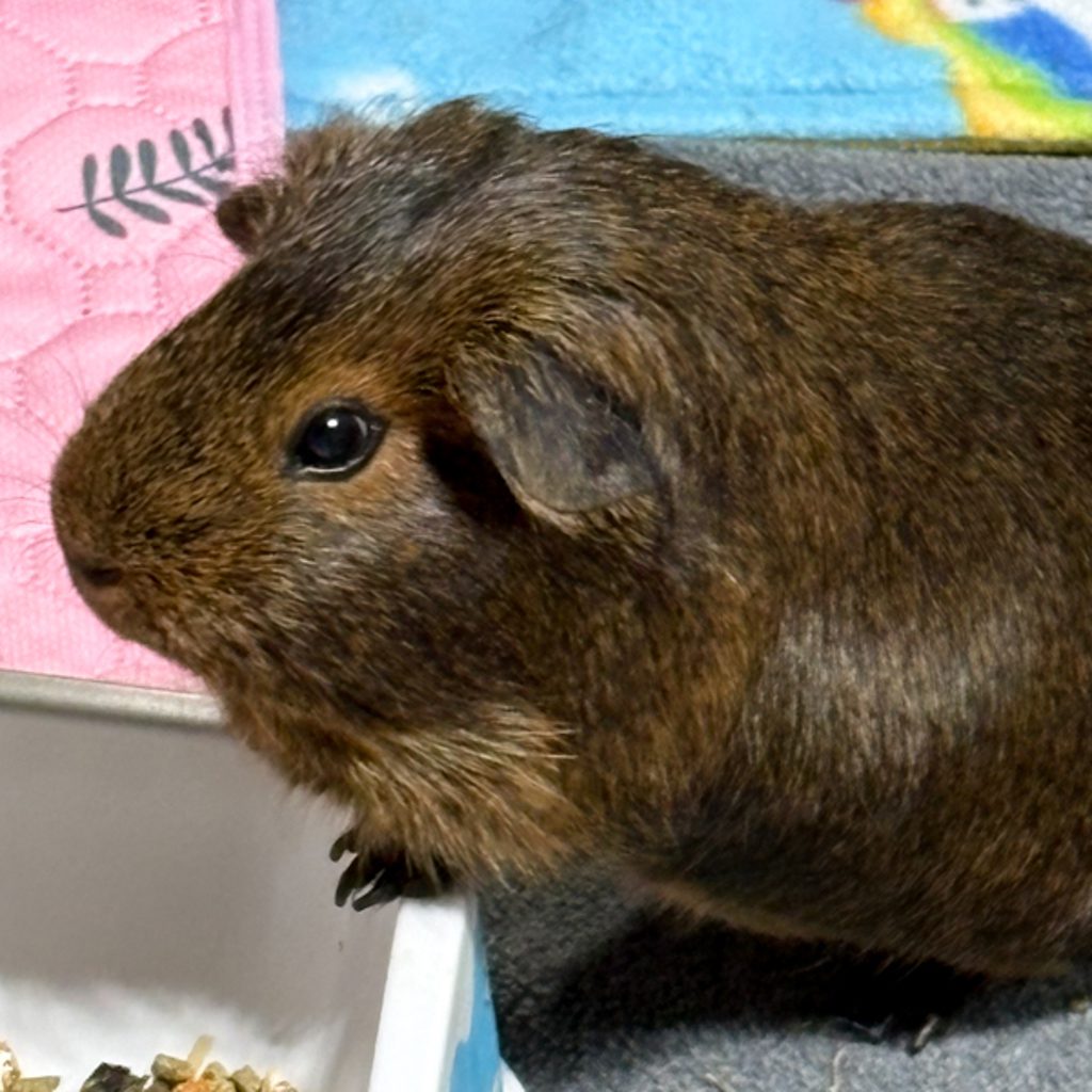 Zuzu -- Bonded Buddy With Raven