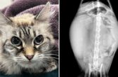 birdie pyometra cat (1)
