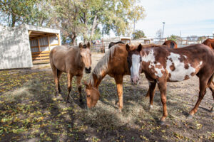 Dallas County Horses