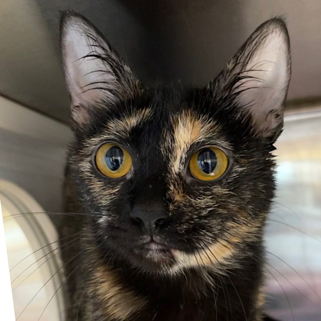 Bean -- Bonded Buddy With Lynxy & Merlin