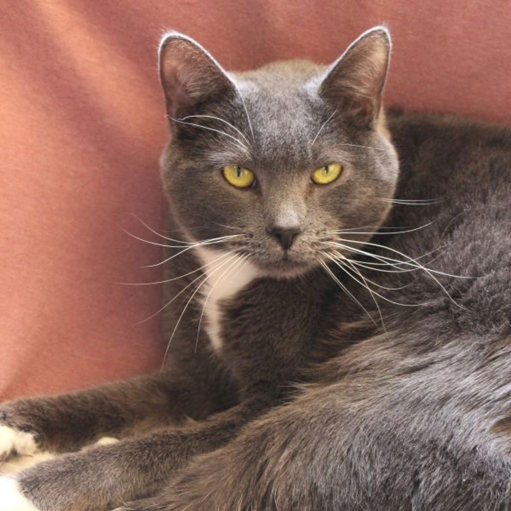 Boots -- Bonded Buddy With Mittens