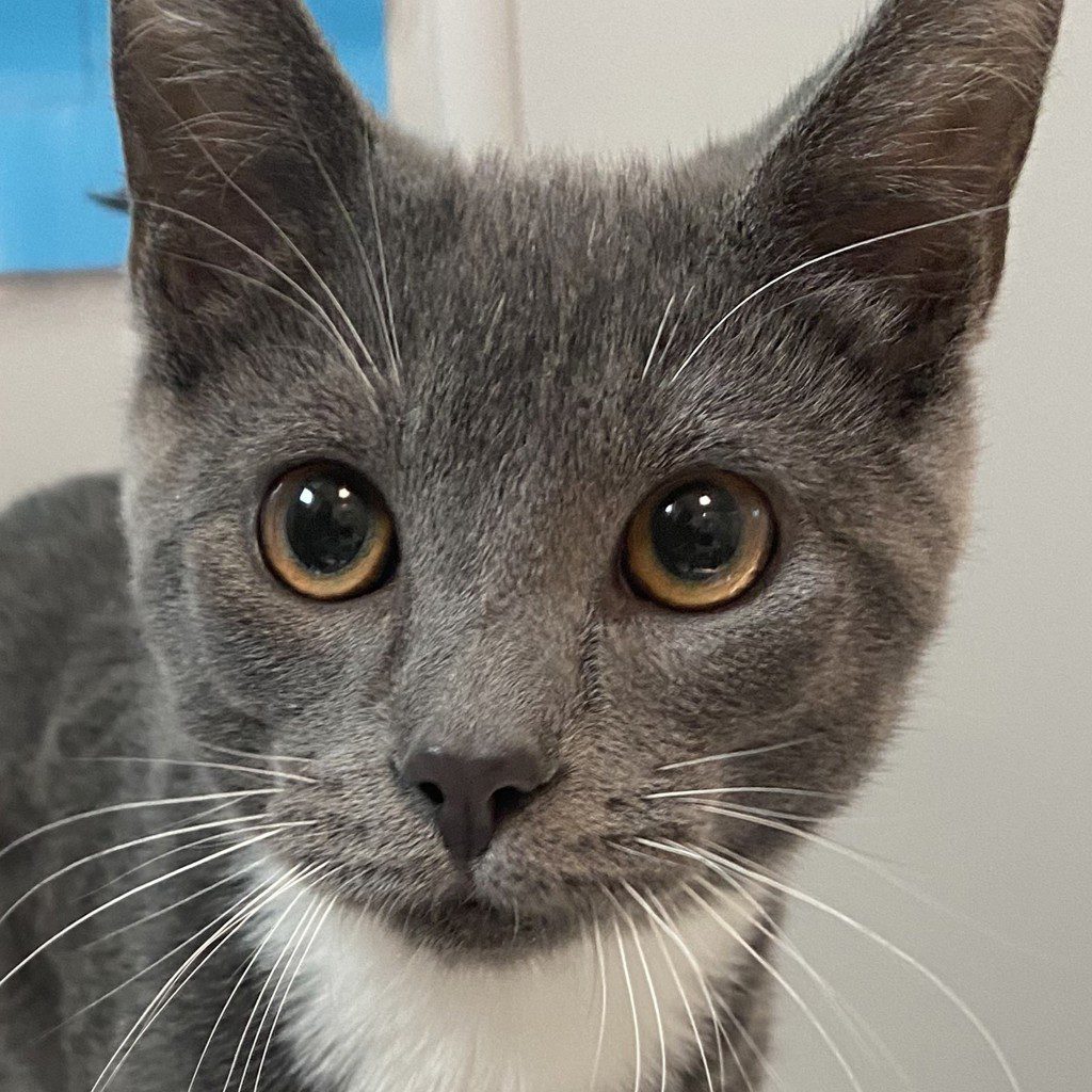 Boots -- Bonded Buddy With Mittens