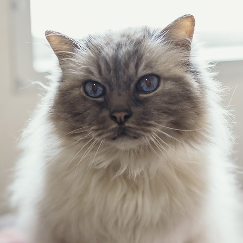 Butterfly Handsome -- Bonded Buddy With Mango