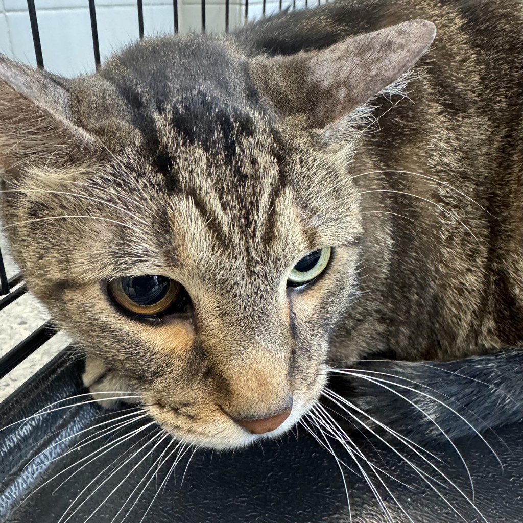 Charles -- Bonded Buddy With Lionel