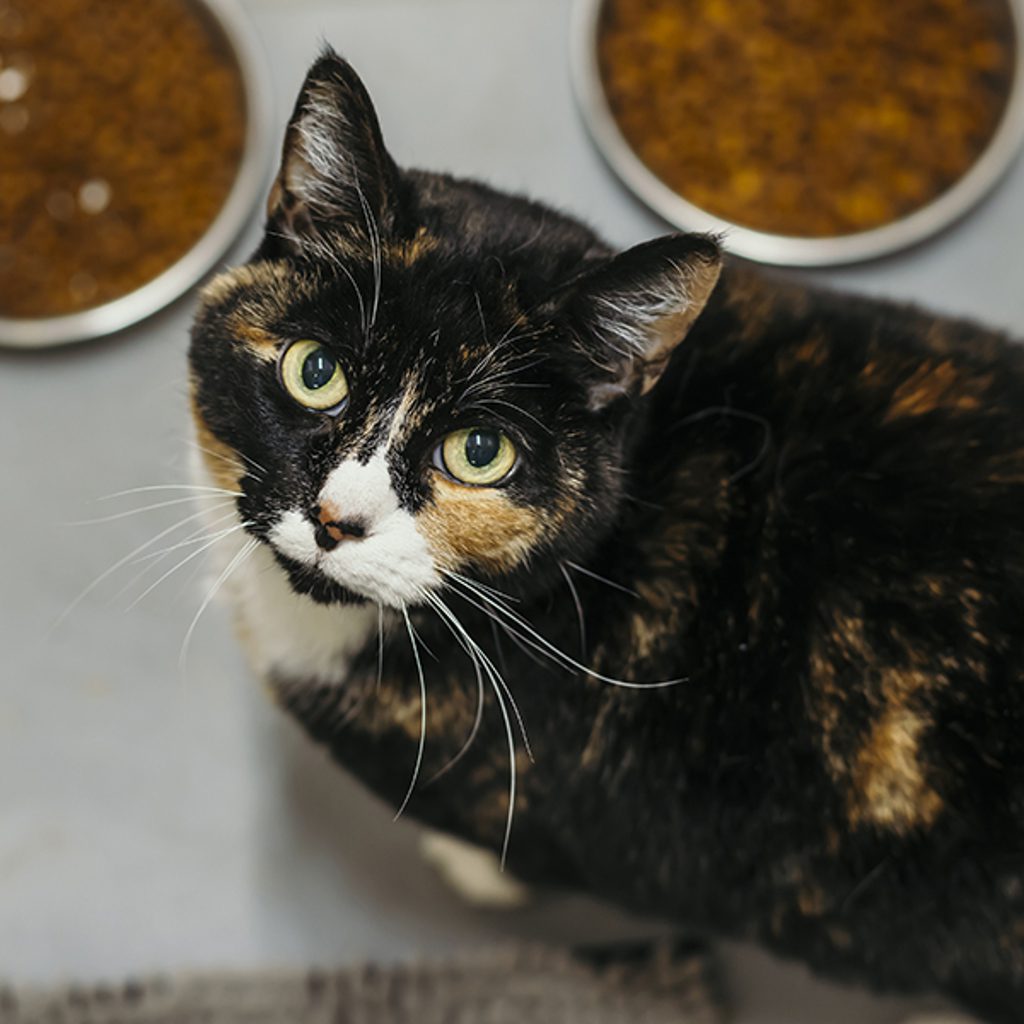 Chatta -- Bonded Buddy With Fuzzy