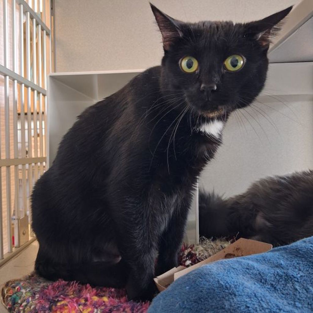 Grace -- Bonded Buddy With Mouse