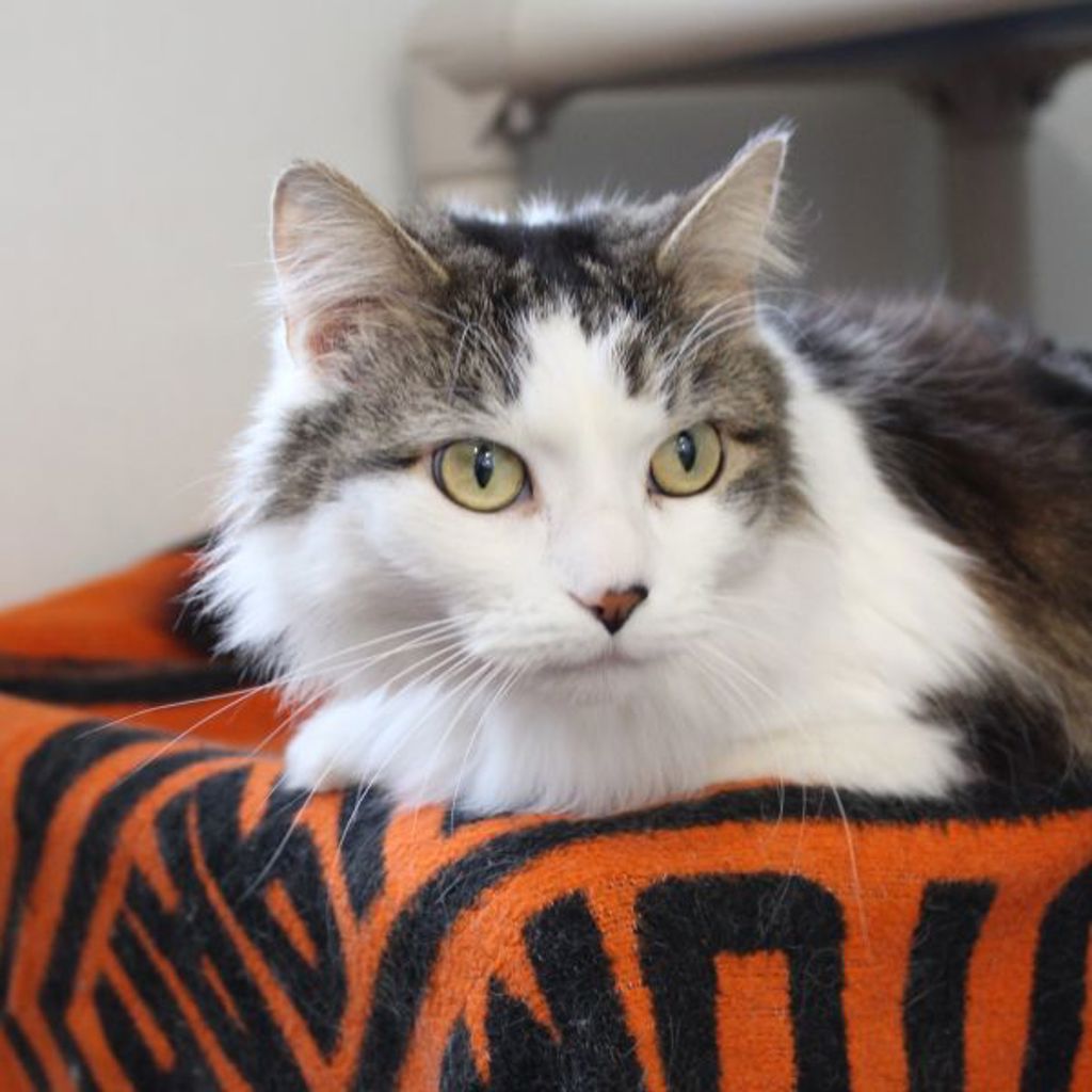 Harmony -- Bonded Buddies With Rascal