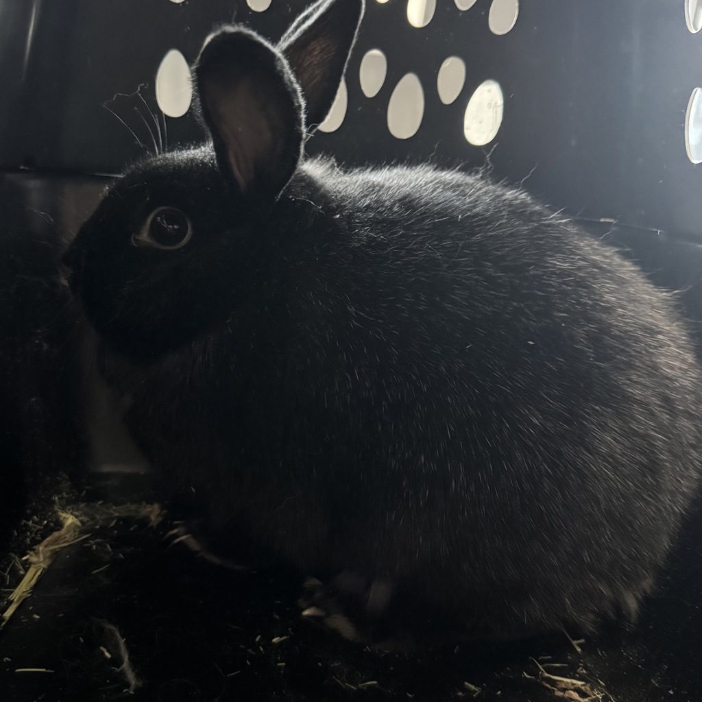 Jessica -- Bonded Buddy With Skips