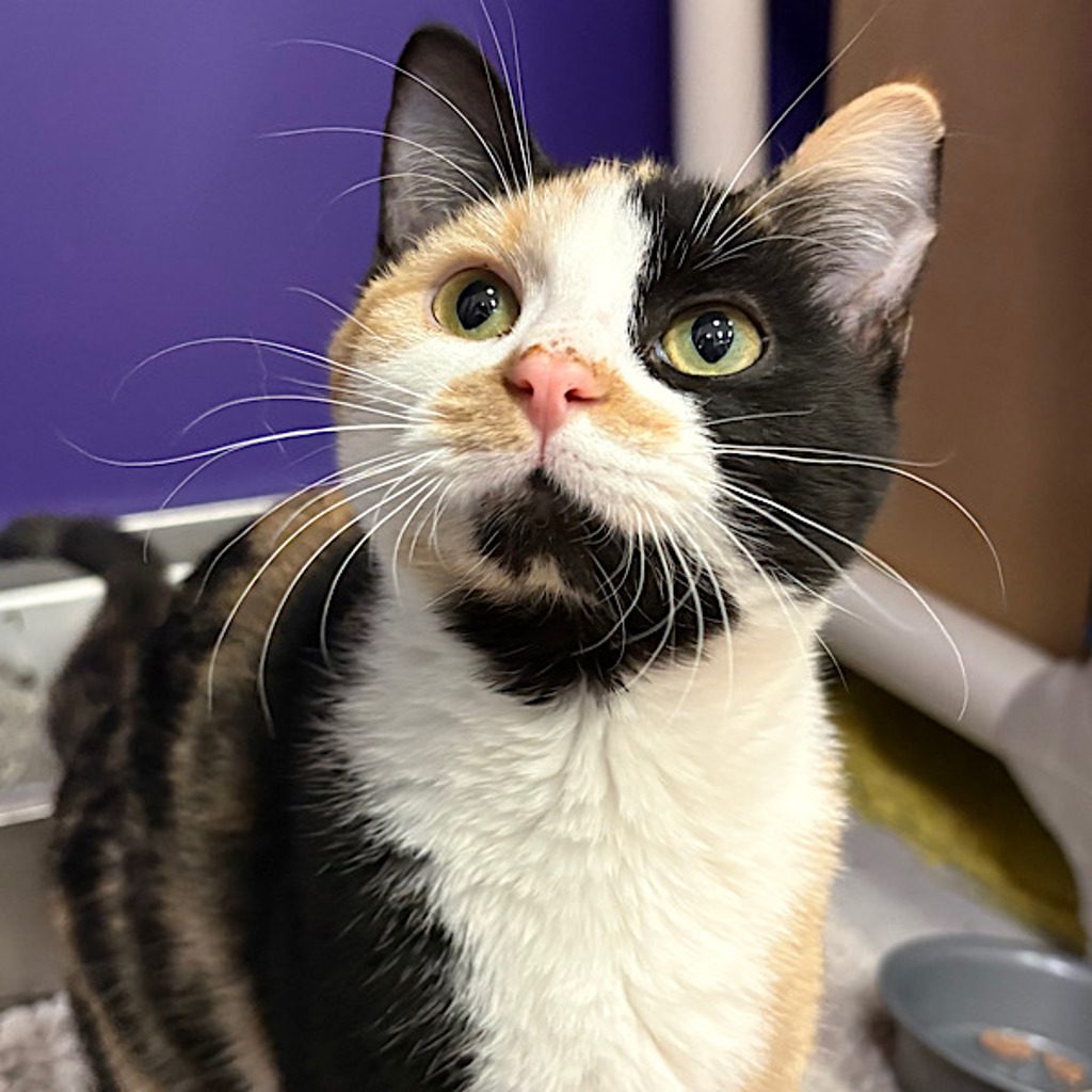 Jinx -- Bonded Buddy With Sphynx