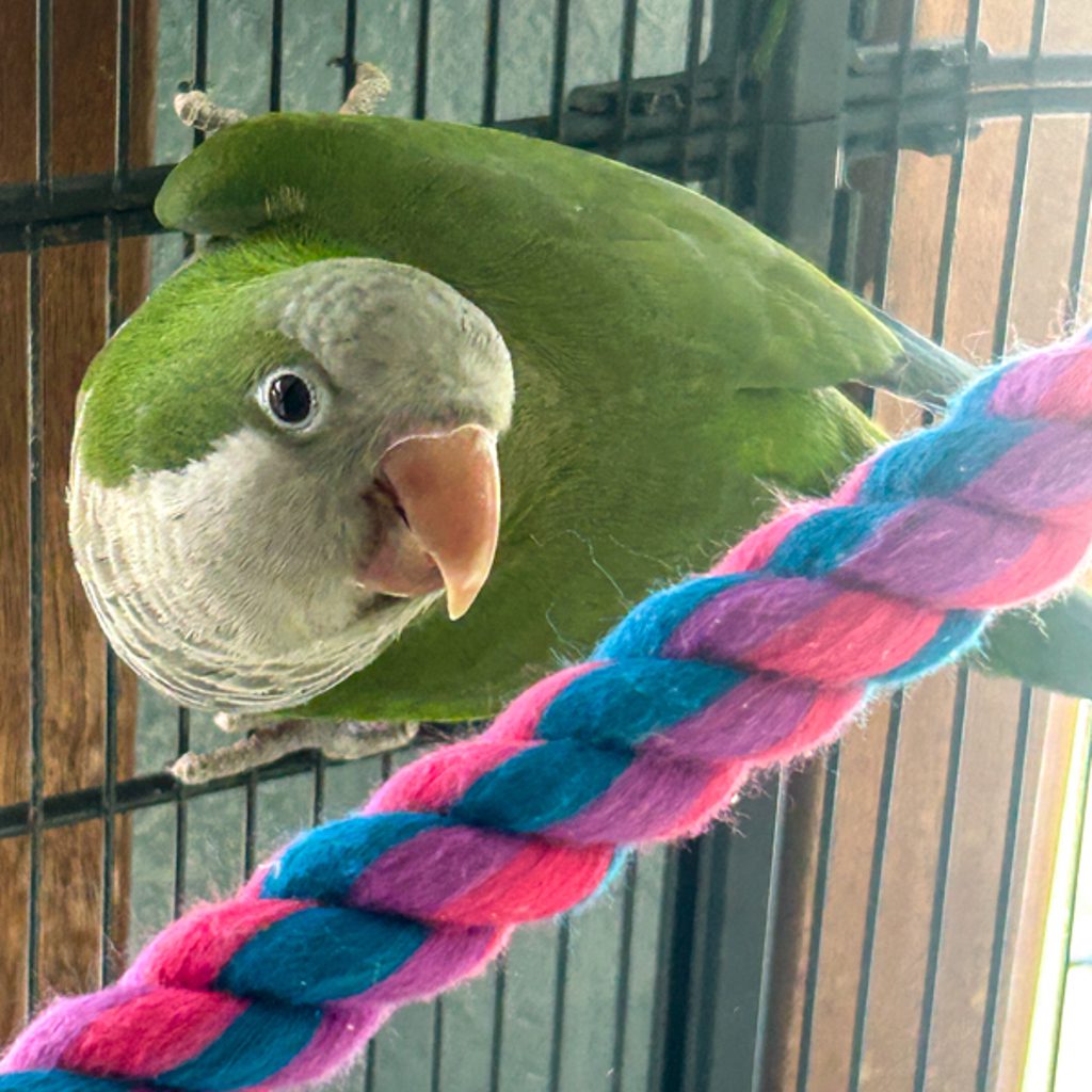 Kiwi -- Bonded Buddy With Mango