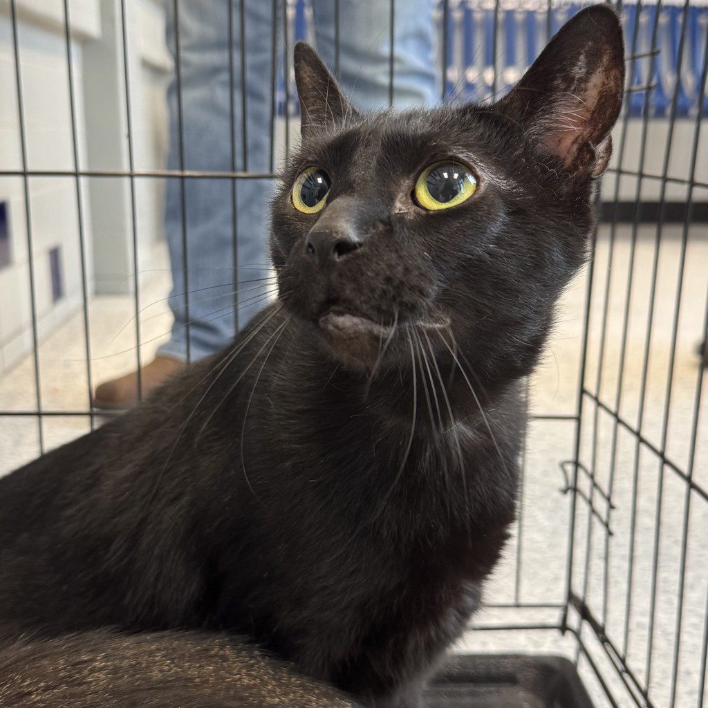 Lionel -- Bonded Buddy With Charles