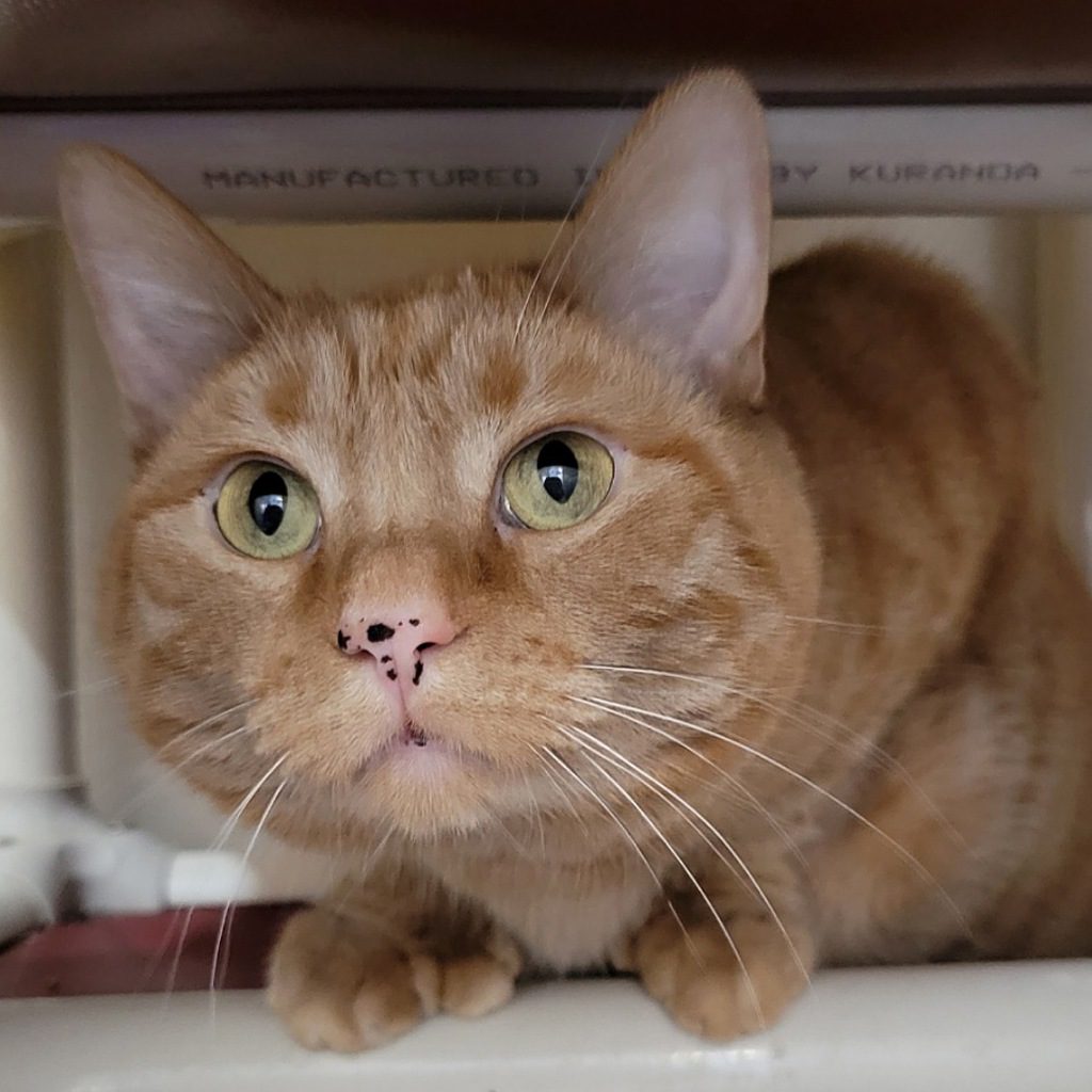 Mango -- Bonded Buddy With Butterfly Handsome