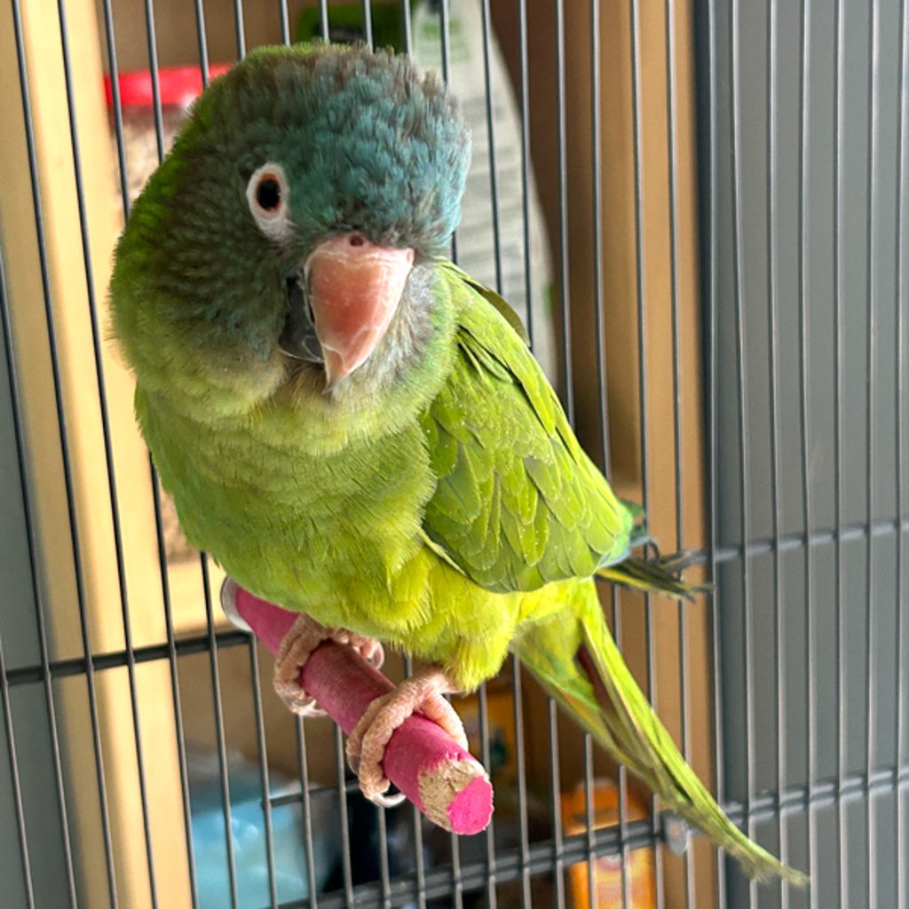 Mango -- Bonded Buddy With Kiwi