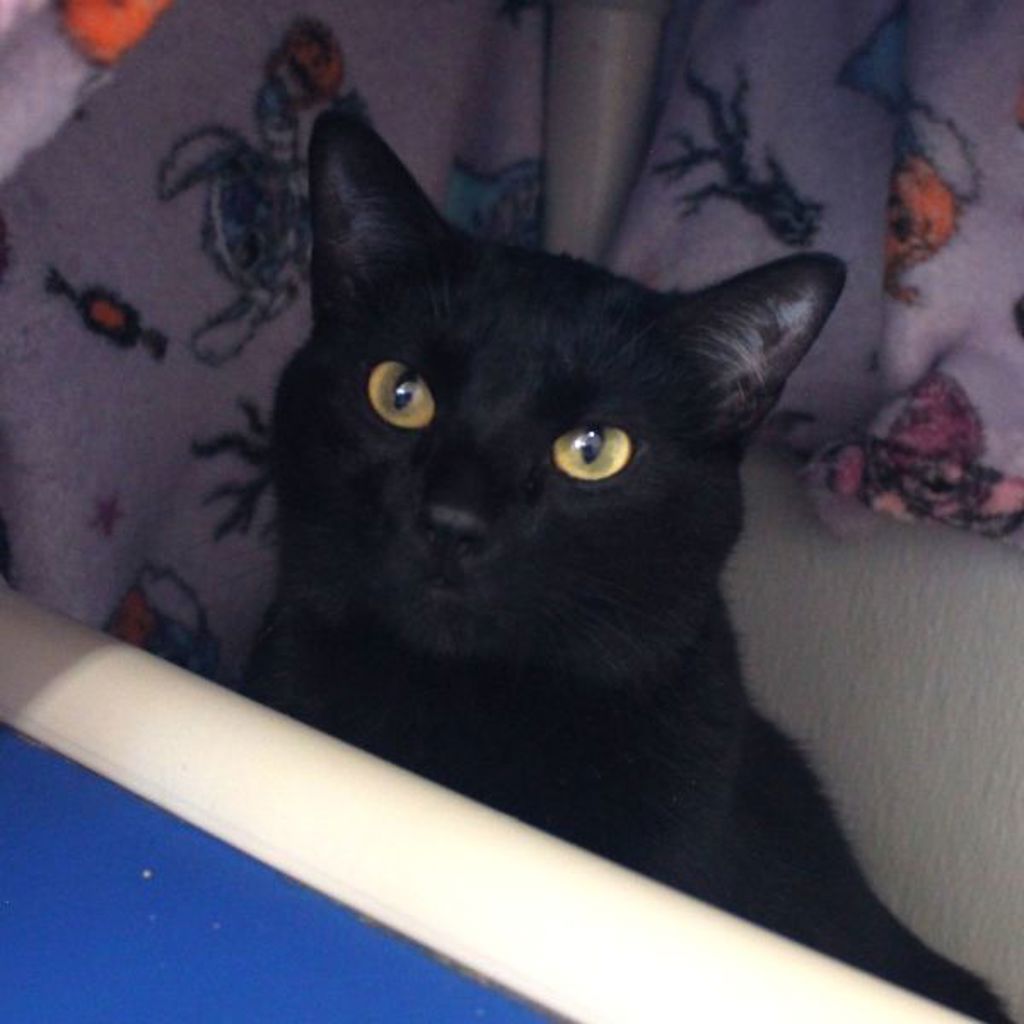 Mario -- Bonded Buddies With Sonic