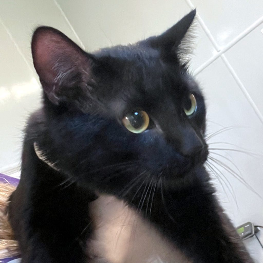 Mario -- Bonded Buddies With Sonic