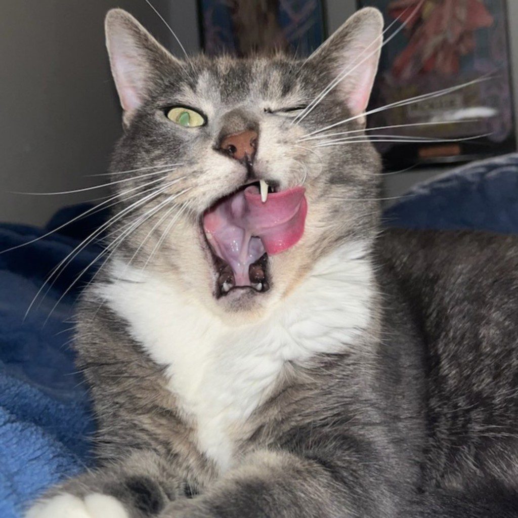 Merlin -- Bonded Buddy With Bean & Lynxy