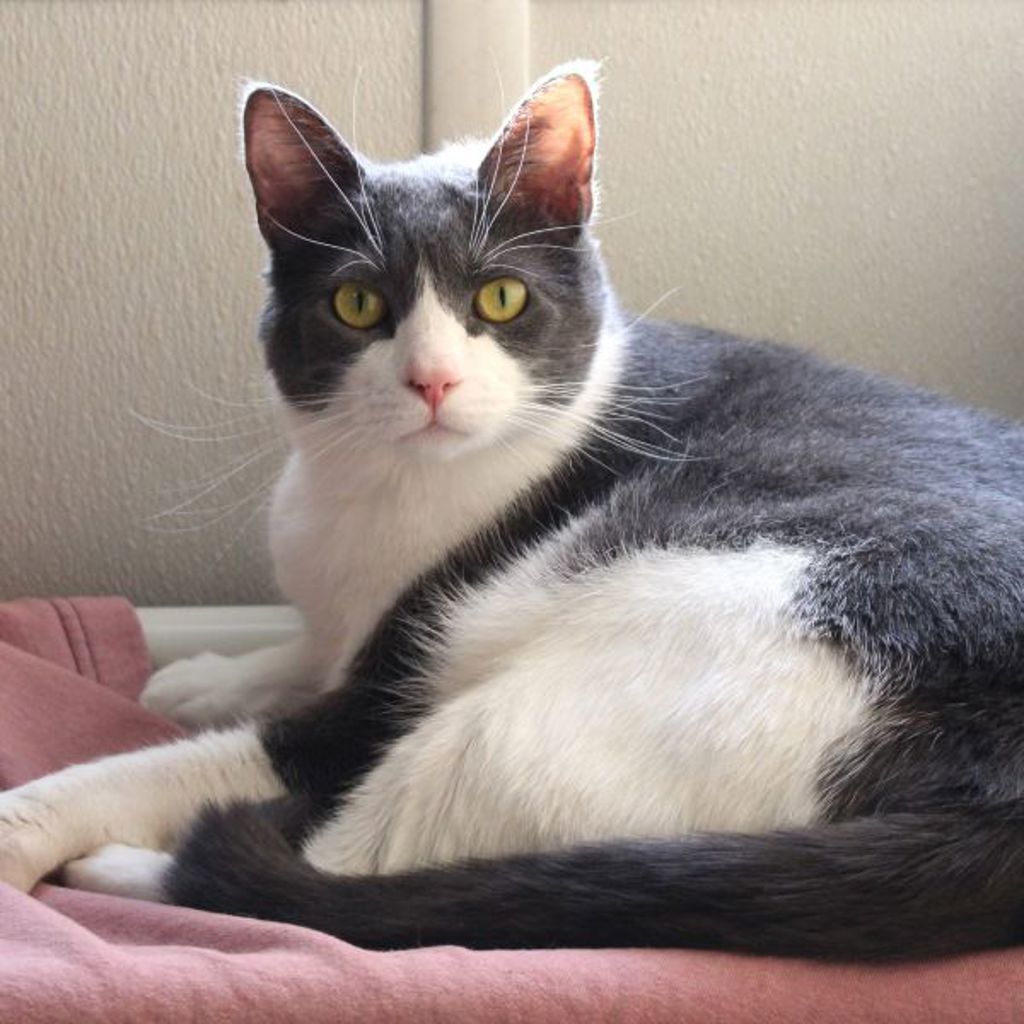 Mittens -- Bonded Buddy With Boots