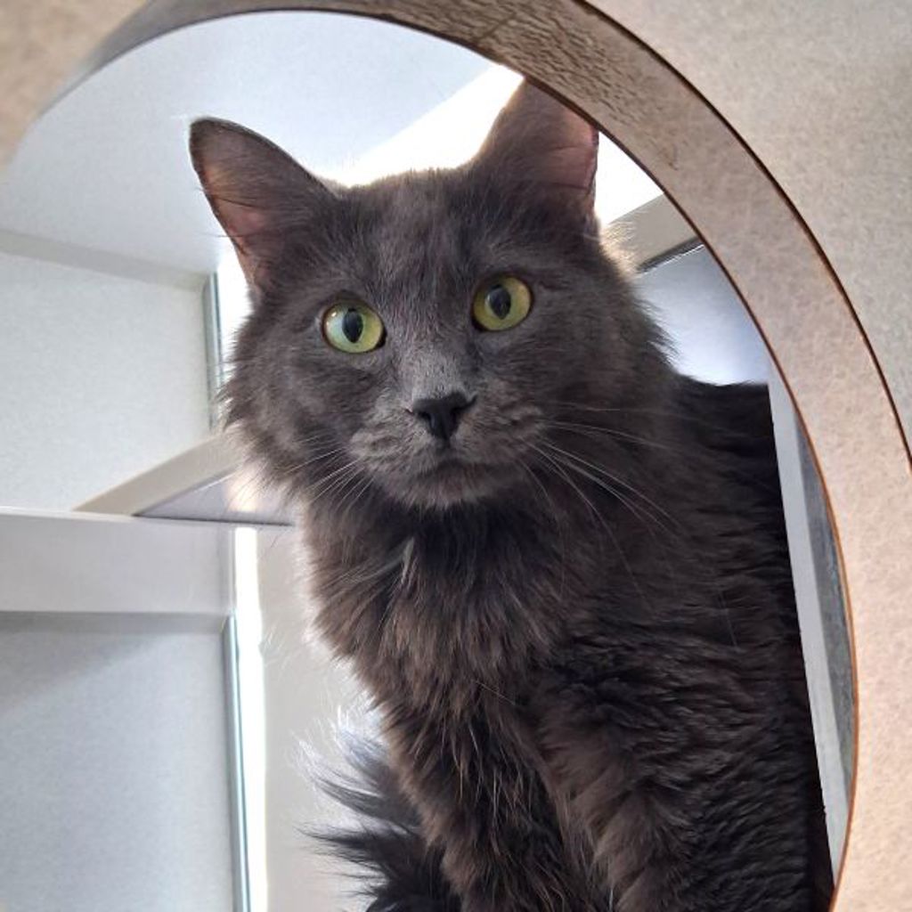 Mouse -- Bonded Buddy With Grace