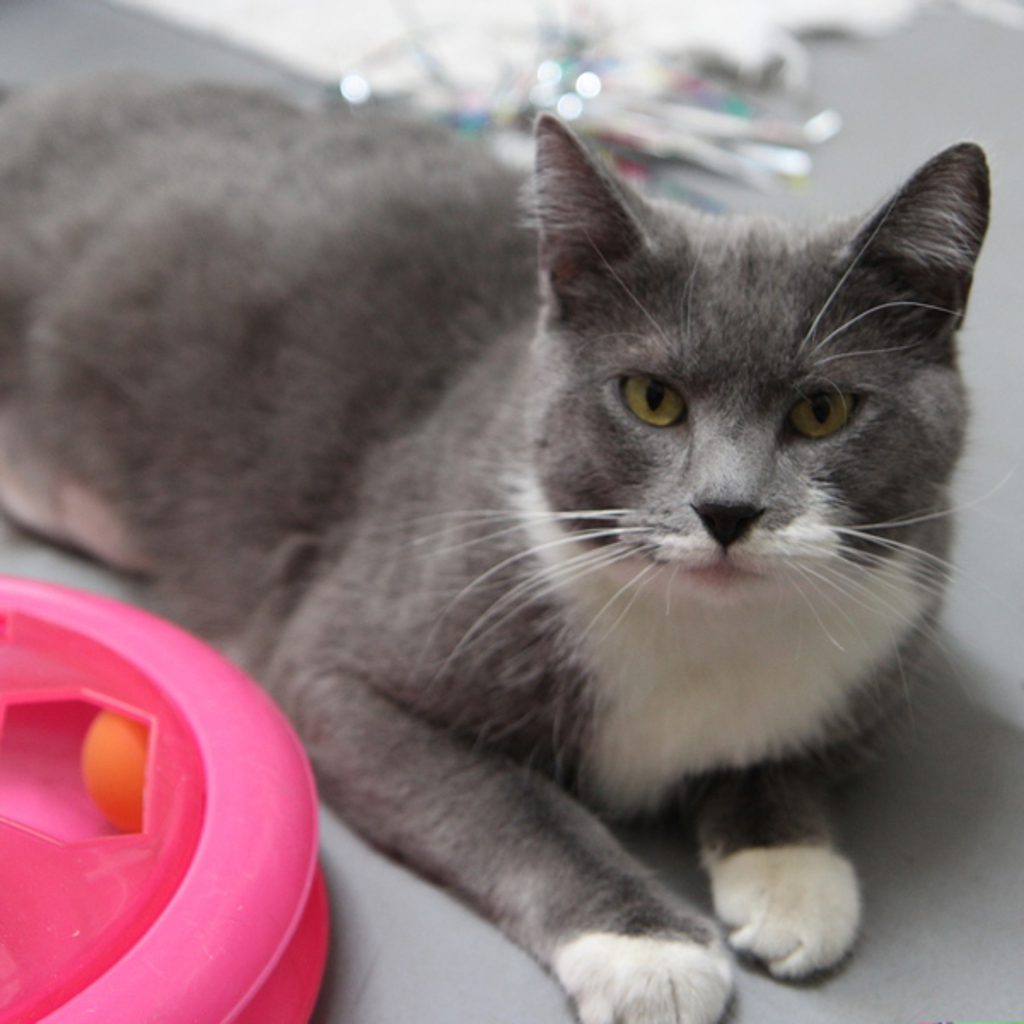 Nibbles -- Bonded Buddies With Bits