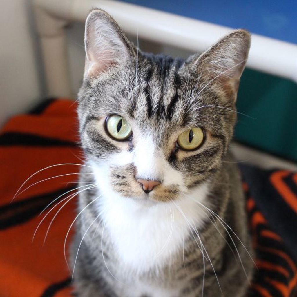 Rascal -- Bonded Buddies With Harmony